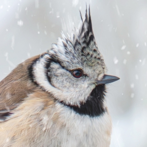 Haubenmeise #birdsphotography #birdsofinstagram #birds#wildlifephotography #naturelovers