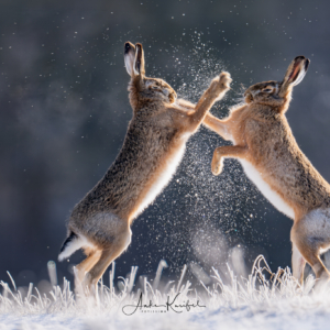Noch 56 Tage bis Ostern 🐰#wildlife_perfection #nature_lovers #winter#feldhase #naturphotography