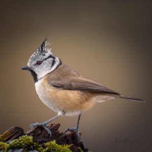 Haubenmeise #birds_captures #bird_brilliance #wildlifeplanet #nature_lovers #wildlife_perfection