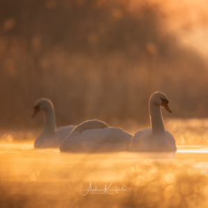 H&ouml;ckerschw&auml;ne #winter#sonyalpha #birdsofinstagram #wildlifephotography #happyday