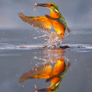 Eisvogel #birds_nature #bird_brilliance #nature_lovers #wildlife_perfection #wildlifephotographer