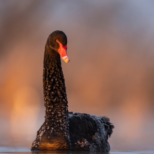 Trauerschwan #wildelife_perfection #naturlovers #birdsphotography #birds_nature #nature_perfection