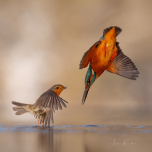 Best Friends 😀#nature_lovers #wildlife_perfection #bird_brilliance #birds_captures #sonyaplha