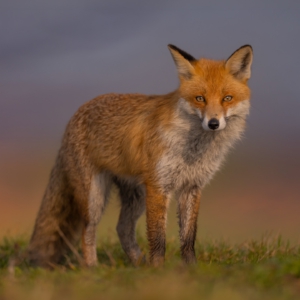 Fuchs #fuchsjagdistkeinartenschutz #fuchsjagdistgrausam #naturlovers #wildlife_perfection #naturphotography