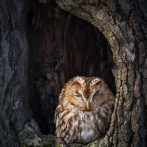 Waldkauz #birds_brilliance #owlsofinstagram#wildlife_perfection #naturlover #wildelife