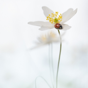 In diesem Jahr hatten wir endlich mal wieder einen Winter, der mir sehr viel Freude gemacht hat. Doch nun naht der Fr&uuml;hling und ich kann es kaum erwarten, die Fr&uuml;hbl&uuml;her zu sehen und nat&uuml;rlich auch zu fotografieren. #flower#spring#macro #photograpy #fr&uuml;hling
