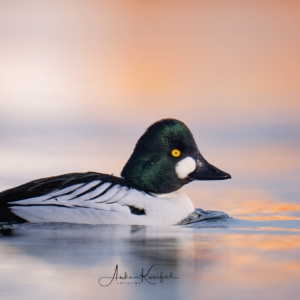 Schellente #bird_brilliance #wildlife_perfection #sonyalpha #nature_lovers #bird_captures