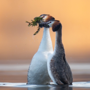 Haubentaucher w&auml;hrend der Balz 🫶🏻#bird_brilliance #wildlife_perfection #nature_lovers #photograpy #bird_captures