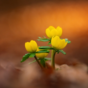 Winterlinge #springvibes🌸 #flowers_super_pics #nature_lovers #photograpy #macro_brilliance