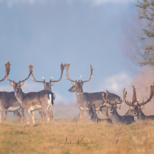 Damhirsche #wildlifeplanet #wildlife_perfection #nature_lovers #