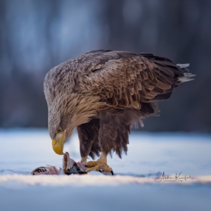 Seeadler 😅 #wildlife_perfection #bird_brilliance #raw_birds #photograpy #nature_lovers