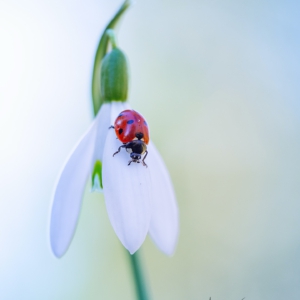 Fr&uuml;hling 🐞