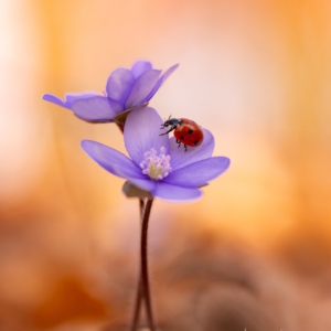 Leberbl&uuml;mchen
.
.
.
#flowers #sring #macrophotography #leberbl&uuml;mchen #fotografie #photography #wildlife #wildlifephotography #naturephotography #nature #naturfotografie #ig_alls #ig_naturelovers #ig_myshot #worlds_beautiful_photos #ig_wildlife #igscwildlife #marvelshots #infinity_worldshoot #earth_shotz #macro_shots #all_flowers_addition #nature_sultans #splendid_flowers #nature_perfection #amazing_shots #shots_of_flowers #flowers #flowerstagram #flowerbox