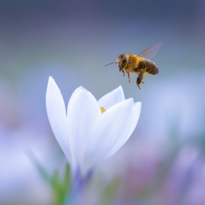 Fr&uuml;hling #spring #macro_brilliance #flowers_super_pics #insects_of_our_world #photograpy
