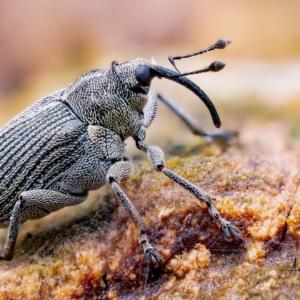 Stengelr&uuml;ssler #macro_brilliance #macro_perfection #photograpy #nature_lovers #
