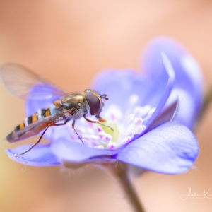 Hainschwebfliege #spring #macro_brilliance #flowers_super_pics #insects_of_our_world #photograpy