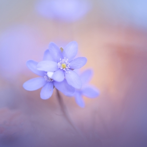 Leberbl&uuml;mchen
.
.
.