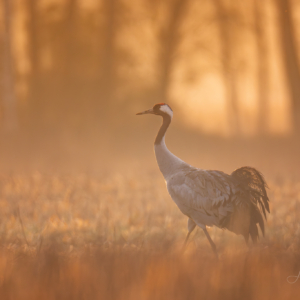 Kranich im ersten Licht 🫶🏻