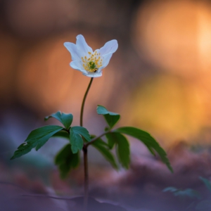 Buschwindr&ouml;schen 💐