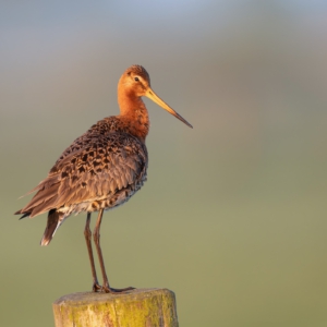 Uferschnepfe
⁣⁣ #birds⁣⁣
⁣⁣ #uferschnepfe
⁣⁣ #animalphotography ⁣⁣
⁣⁣ #myphotosneedsynology #fotografie⁣⁣
⁣⁣ #photography⁣⁣
⁣⁣ #wildlife⁣⁣
⁣⁣ #wildlifephotography⁣⁣
⁣⁣ #naturephotography ⁣⁣
⁣⁣ #natur ⁣⁣
⁣⁣ #naturfotografie⁣⁣
⁣⁣ #ig_alls ⁣⁣
⁣⁣ #ig_naturelovers⁣⁣
⁣⁣ #ig_myshot⁣⁣
⁣⁣ #worlds_beautiful_photos ⁣⁣
⁣⁣ #ig_wildlife⁣⁣
⁣⁣ #igscwildlife⁣⁣
⁣⁣ #marvelshots⁣⁣
⁣⁣ #infinity_worldshoot⁣⁣
⁣⁣ #earth_shotz⁣⁣
⁣⁣ #animals_shots⁣⁣
⁣⁣ #all_animals_addition⁣⁣
⁣⁣ #nature_sultans ⁣⁣
⁣⁣ #splendid_animals⁣⁣
⁣⁣ #nature_perfection ⁣⁣
⁣⁣ #amazing_shots⁣⁣
⁣⁣ #shots_of_animals⁣⁣
⁣⁣ #nature_brillance⁣⁣
⁣⁣ #bestbirdshots⁣⁣
⁣⁣ #best_birds_of_world