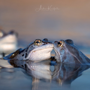 Moorfr&ouml;sche #animals #animalphotography #tierfotografie#fotografie #photography #wildlife #wildlifephotography#naturephotography #nature #naturfotografie #ig_alls#ig_naturelovers #ig_myshot #worlds_beautiful_photos#ig_wildlife #igscwildlife #marvelshots #infinity_worldshoot#earth_shotz #animals_shots #all_animals_addition#nature_sultans #splendid_animals #nature_perfection#amazing_shots #shots_of_animals #nature_brillance #frog#naturalbeauty #moorfrosch