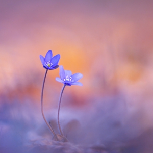 Leberbl&uuml;mchen
.
.
.
#flowers #sring #macrophotography #leberbl&uuml;mchen #fotografie #photography #wildlife #wildlifephotography #naturephotography #nature #naturfotografie #ig_alls #ig_naturelovers #ig_myshot #worlds_beautiful_photos #ig_wildlife #igscwildlife #marvelshots #infinity_worldshoot #earth_shotz #macro_shots #all_flowers_addition #nature_sultans #splendid_flowers #nature_perfection #amazing_shots #shots_of_flowers #flowers #flowerstagram #flowerbox