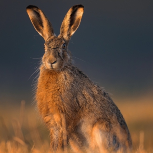 Feldhase🙋🏻&zwj;♀️🐰

.....⁣⁣⁣.⁣⁣⁣
#feldhase #cute #animals #animalphotography #tierfotografie #fotografie #photography #wildlife #wildlifephotography #naturephotography #natur #naturfotografie #ig_alls #ig_naturelovers #ig_myshot #worlds_beautiful_photos #ig_wildlife #igscwildlife #marvelshots #infinity_worldshoot #earth_shotz #animals_shots #all_animals_addition #nature_sultans #splendid_animals #nature_perfection #amazing_shots #nature_brillance #sonyalpha #sony