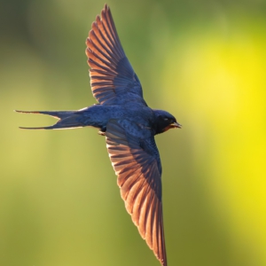 Rauchschwalbe
#birds
#rauchschwalbe
#animalphotography
#sonyalpha #fotografie