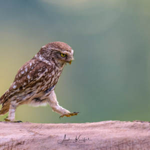 Steinkauz #wildlife_perfection #bird_brilliance #naturlovers #birdsphotography #