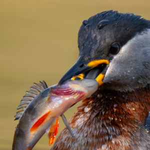 Rothalstaucher #bird_brilliance #nature_lovers #wildlifeplanet #wildlife_perfection #hobbyphotography