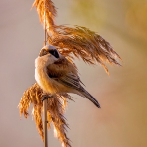 Beutelmeise #nature_lovers #bird_brilliance #bird_captures #wildlife_perfection #birdsphotography