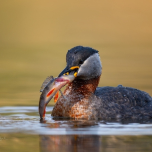 Rothalstaucher #bird_brilliance #nature_lovers #wildlifeplanet #wildlife_perfection #hobbyphotography