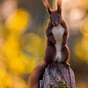 Eichh&ouml;rnchen 🐿️⁣⁣
⁣⁣⁣⁣⁣.⁣⁣⁣⁣⁣
⁣⁣⁣⁣⁣.⁣⁣⁣⁣⁣
⁣⁣⁣⁣⁣ #eichh&ouml;rnchen #herbst #animals #animalphotography #tierfotografie #fotografie #photography #wildlife #wildlifephotography #naturephotography #natur #naturfotografie #ig_alls #ig_naturelovers #ig_myshot #worlds_beautiful_photos #ig_wildlife #igscwildlife #marvelshots #infinity_worldshoot #earth_shotz #animals_shots #all_animals_addition #nature_sultans #splendid_animals #nature_perfection #amazing_shots #shots_of_animals #nature_brillance #sonyalpha