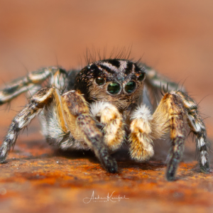 Aelurillus v-insignitus #macro_brilliance #wildlife_perfection #nature_lovers #spinnentiere #photograpy