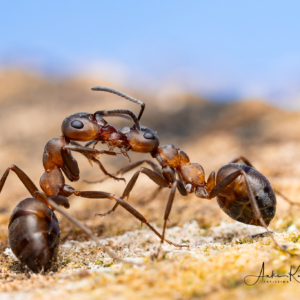 Waldameisen #macro_brilliance #nature_lovers #wildlifeplanet #wildlife_perfection #makrofotografie