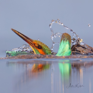 Eisvogel #birds_nature #bird_brilliance #nature_lovers #wildlife_perfection #wildlifephotographer