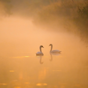 H&ouml;ckerschw&auml;ne
:
:
:
#birds #sonyalpha #animalphotography #h&ouml;ckerschwan #fotografie #photography #wildlife #wildlifephotography