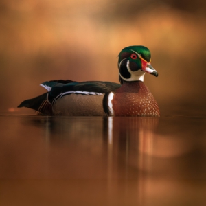 Brautente
⁣⁣ #birds⁣⁣
⁣⁣⁣⁣ #animalphotography ⁣⁣
⁣⁣⁣⁣ #photography⁣⁣
⁣⁣ #wildlife⁣⁣
⁣⁣ #wildlifephotography⁣⁣
⁣⁣ #naturephotography ⁣⁣