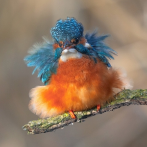 Windiger Ostermontag 💨#wildlife_perfection #bird_brilliance #nature_lovers #kingfisher #photograpy
