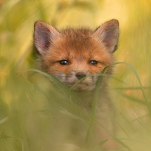Fuchsi🦊⁣⁣
⁣⁣.⁣⁣
⁣⁣.⁣⁣
 #animals #animalphotography #wildlife #wildlifephotography #naturephotography