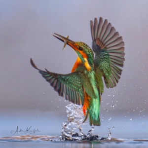 Eisvogel #kingfisher #birdlife #bird_brilliance #lieblingsvogel #nature_lovers