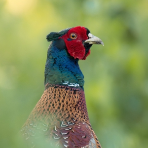 Fasan

#birds #animals #animalphotography #worlds_beautiful_photos #ig_wildlife