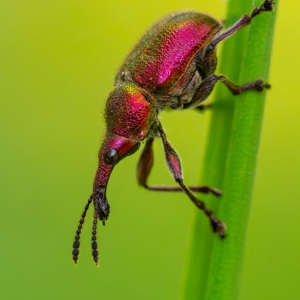 Kirschfruchtstecher #macro_brilliance #macro_perfection #wildlife_perfection #nature_lovers #sch&ouml;nheitdernatur
