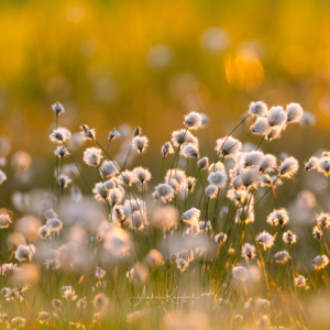 Wollgras #wollgrasbl&uuml;te #nature_lovers #mornings #planting