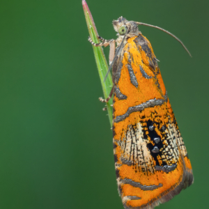 Prachtwickler #macro_brilliance #macro_perfection #insects_of_our_world #nature_lovers