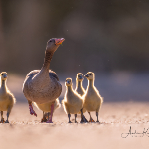 G&auml;nsefamilie #bird_brilliance #wildlife_perfection #birdlife #nature_lovers