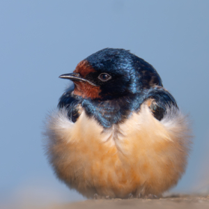 Rauchschwalbe #bird_brilliance #birdlife #nature_lovers #wildlife_perfection #wildlifeplanet