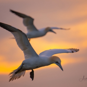 #wildlife #birdsofinstagram #bird_perfection