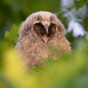 Waldohreule &Auml;stling 
:
:
:
#birds #animals #animalphotography #myphotosneedsynology #fotografie #photography #wildlife #wildlifephotography #naturephotography #natur #naturfotografie #ig_alls #ig_naturelovers #ig_myshot #worlds_beautiful_photos #ig_wildlife #igscwildlife #marvelshots #infinity_worldshoot #earth_shotz #animals_shots #all_animals_addition #nature_sultans #splendid_animals #nature_perfection #amazing_shots #shots_of_animals #nature_brillance #bestbirdshots #best_birds_of_world