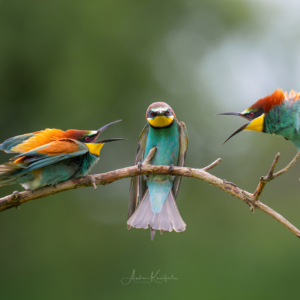 Nach dem Vatertag 🫶🏻 #bird_brilliance #bird_captures #nature_lovers #wildlife_perfection